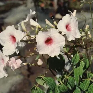 thumbnail for publication: Pandorea jasminoides Bower Plant, Bower Vine